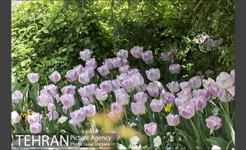 بوستان آزادگان 24