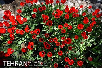 رویش گل های لاله در باغ ایرانی 13
