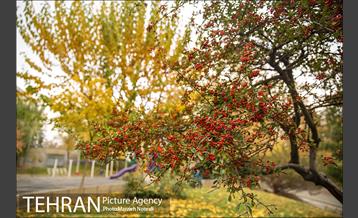 پاییز زیبای پایتخت 6