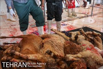 مرکز عرضه دام بهداشتی به مناسبت عید قربان در منطقه 22 تهران 28
