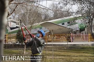 آغاز فصل هرس درختان- 3