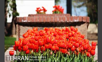 لاله های باغ راه فدک  1