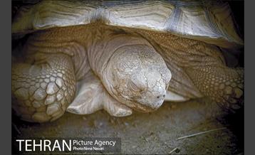 زندگی در قفس 13