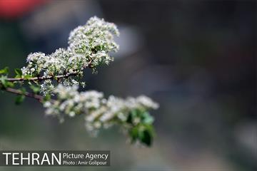 شکوفه های بهاری 4