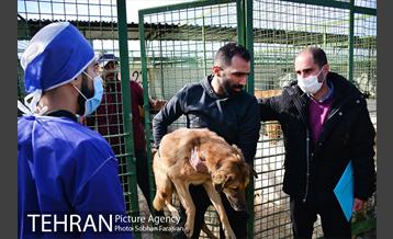 رهاسازی 150 قلاده سگ بدون صاحب  5