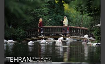 باغ پرندگان تهران 71