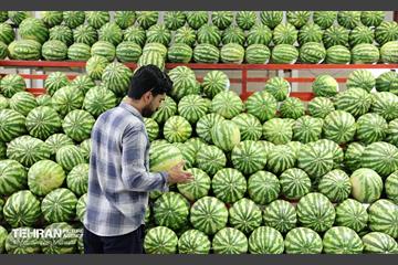 تور رسانه‌ای بازدید از بازارهای میوه و تره‌بار 18