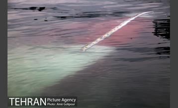 سقوط بالگرد در دریاچه شهدای خلیج فارس