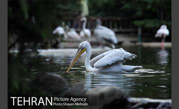 باغ پرندگان تهران 72