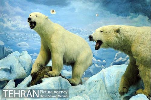 موزه حیات وحش پردیسان 8