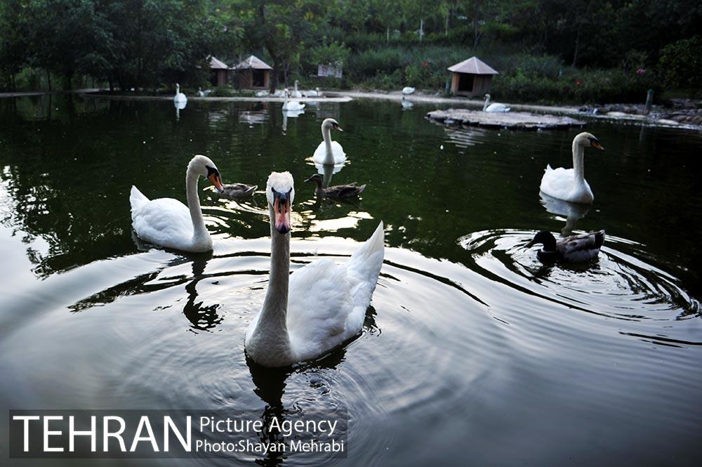 باغ پرندگان تهران 48