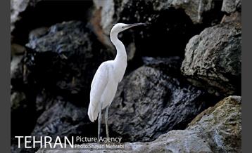 باغ پرندگان تهران 26