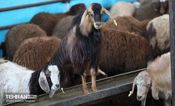 مرکز عرضه دام بهداشتی به مناسبت عید قربان 17