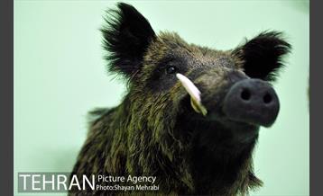 موزه حیات وحش هفت چنار 21