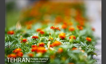 بوستان شطرنج 7