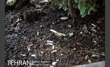 فیلتر سیگار زباله است 8