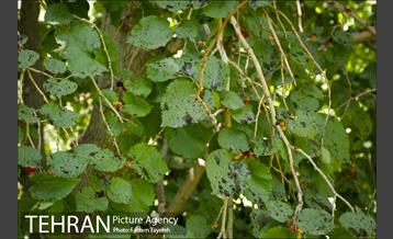 فصل برداشت توت از باغات سولقان 14