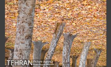 پاییز پارک شهر 12