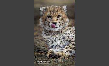 پیروز؛ پسر ایران 31