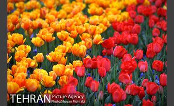 رویش گل های لاله در میدان آزادی 35