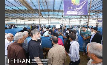 عرضه بهداشتی دام در جایگاه منطقه 2 شهرداری تهران  1