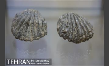 موزه طبیعت و حیات وحش ایران دارآباد‎ 13