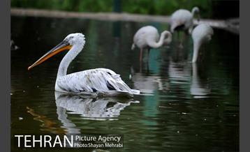 باغ پرندگان تهران 54