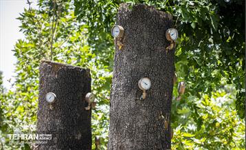 جان دوباره در درختستان 17