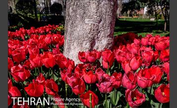 نوروز در باغ موطه هنر ایرانی 2