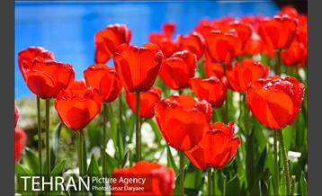 رویش لاله ها در پارک شهر 12