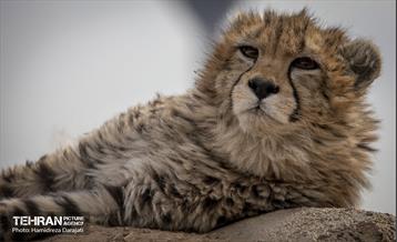 پیروز؛ پسر ایران 11