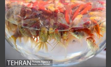 بازار گل شهید محلاتی در آستانه نوروز 39