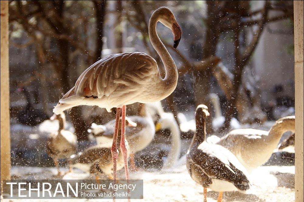 موزه طبیعت و حیات وحش دارآباد 39