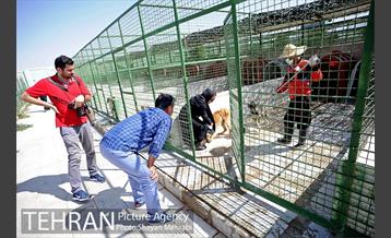 نقاهتگاه سگ های بدون صاحب واقع در آراد کوه 19