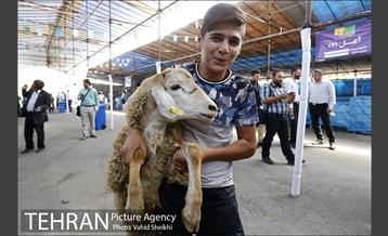 بازدید سعید راد از مراکز عرضه دام  6