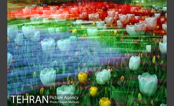 پیاده راه لاله مادران 9