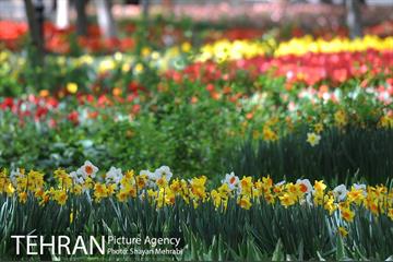 رویش گل های لاله در باغ ایرانی 39