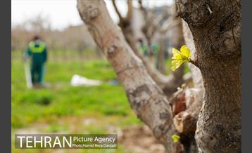 آیین درختکارى خبرنگاران در بوستان زندگى 16