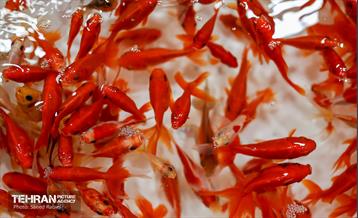 بازار تجریش در آستانه نوروز 16