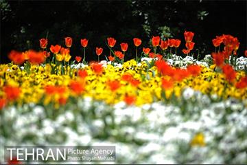 رویش گل های لاله در بوستان گفتگو 24