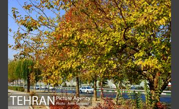 شهرک لاله 19