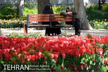رویش گل های لاله در باغ ایرانی 38