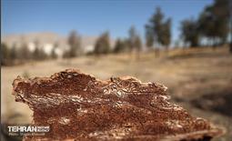 بازدید اصحاب رسانه از روند انجام عملیات احیای چیتگر 51