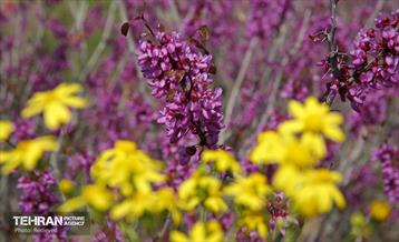 هوای بهاری منطقه 5 21