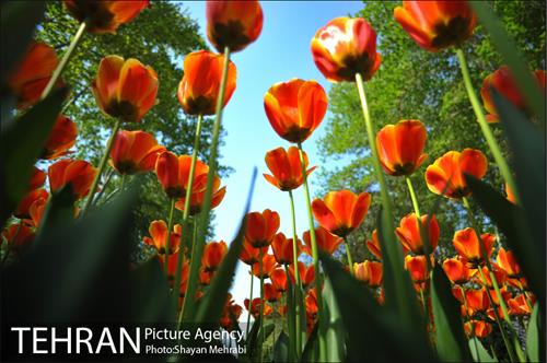 رویش گل های لاله در بوستان ملت 7