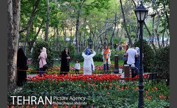 رویش گل های لاله در باغ ایرانی 53