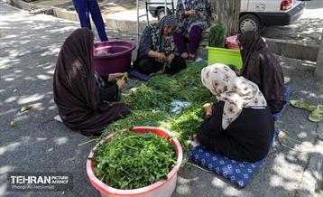 نخستین جشنواره سبزی در منطقه 18 2