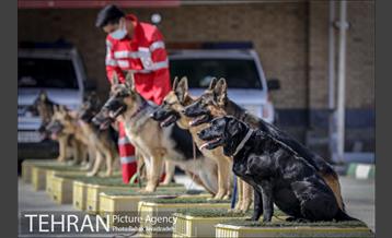 سگ های آنست 7