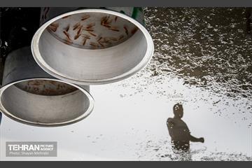بازار میوه و تره بار مرکزی تهران در آستانه نوروز 16