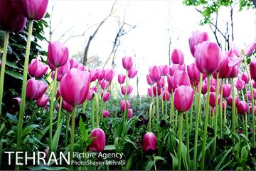 رویش گل های لاله در باغ ایرانی 47